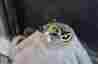 5-7speed Huret Sachs New Success Rear