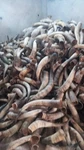 Raw Cow Horn (unfinished) 10 Kg S/m/l (bulk Buy) Black And White. Fixed Price $644.19.