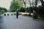 C1950'S Ektachrome 35MM Slide, Shepherd Herding Sheep Rural Road Uk European. Fixed Price $12.99.
