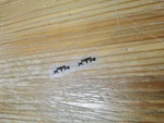 Shimano Xtr Fc M900 Crank Arm X2 Decal Set Stickers. Fixed Price $10.55.